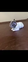 Bruno , a male French Bulldog for sale in Pflugerville, TX – 2 of 2