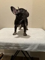 Luca, a male French Bulldog for sale in Pflugerville, TX – 4 of 5