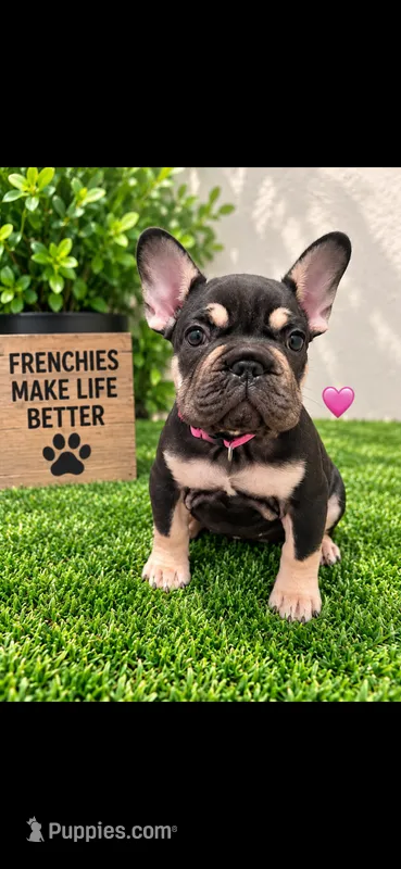 Bella  – French Bulldog puppy for sale in Pflugerville, TX