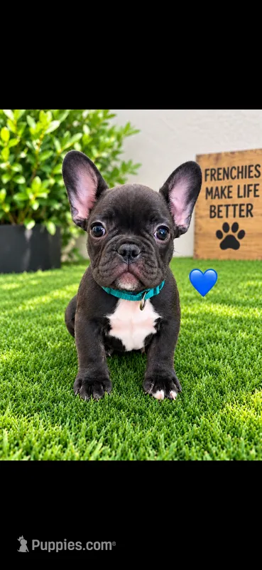 Milo  – French Bulldog puppy for sale in Pflugerville, TX