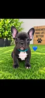 Milo , a male French Bulldog for sale in Pflugerville, TX – 1 of 1