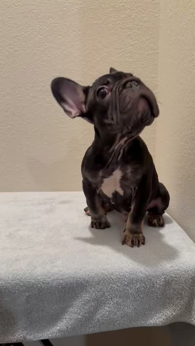 Luca, a male French Bulldog for sale in Pflugerville, TX – 5 of 5