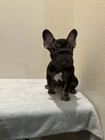 Luca, a male French Bulldog for sale in Pflugerville, TX – 2 of 5