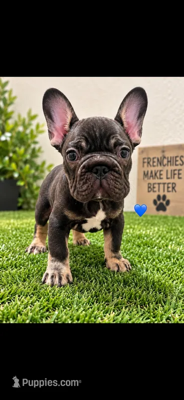 Luca – French Bulldog puppy for sale in Pflugerville, TX