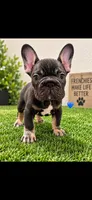 Luca, a male French Bulldog for sale in Pflugerville, TX – 1 of 1