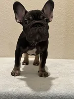 Luca, a male French Bulldog for sale in Pflugerville, TX – 3 of 5