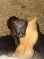 NoNonnie, a female Cane Corso for sale in Washington, PA – 3 of 3