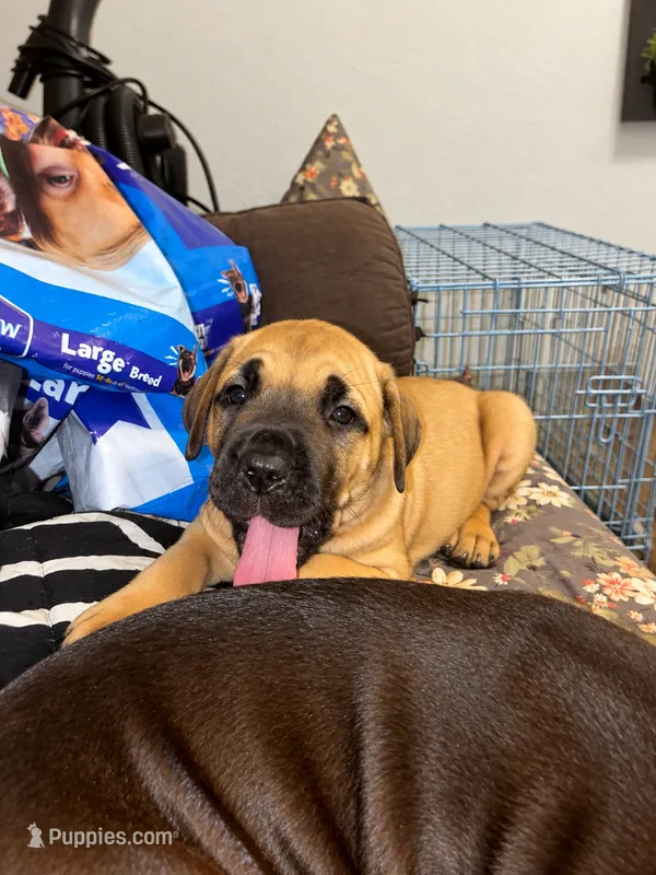 Tater – Cane Corso puppy for sale in Washington, PA