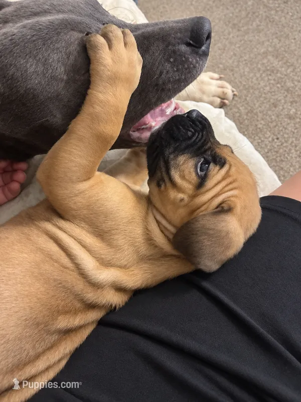 Tater – Cane Corso puppy for sale in Washington, PA