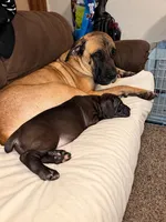 Big Betty, a female Cane Corso for sale in Washington, PA – 2 of 3