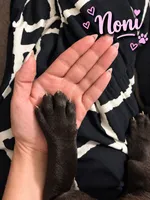 Noni, a female Cane Corso for sale in Washington, PA – 5 of 6