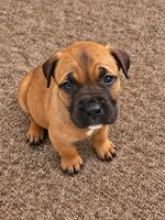 Moxie, a female Cane Corso for sale in Washington, PA – 3 of 3
