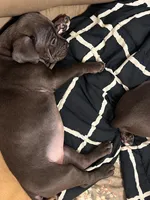 Noni, a female Cane Corso for sale in Washington, PA – 4 of 6
