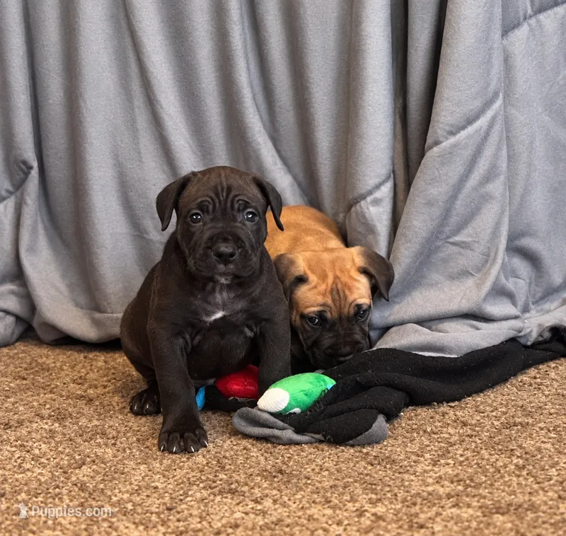 Big Betty – Cane Corso puppy for sale in Washington, PA