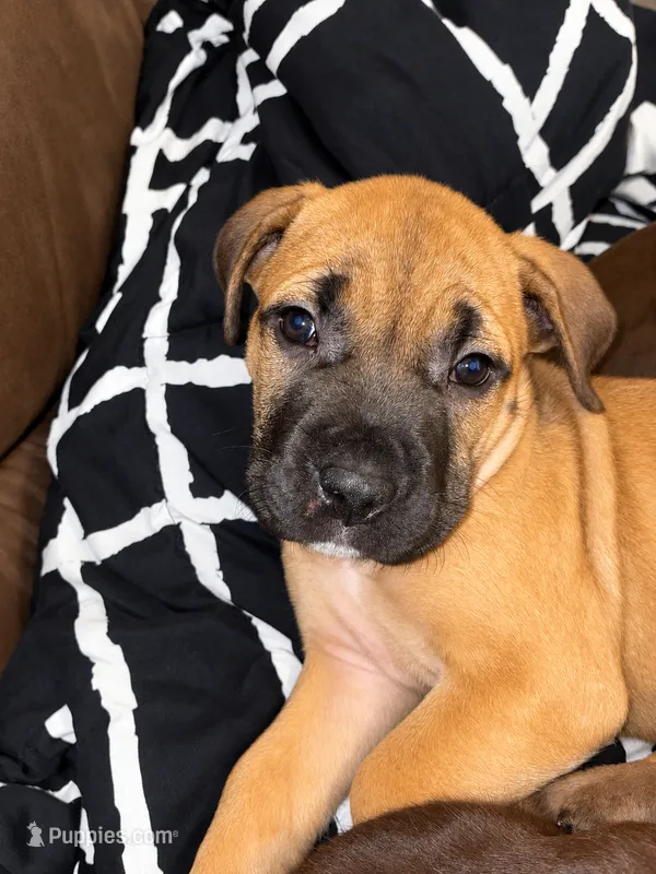Moxie – Cane Corso puppy for sale in Washington, PA
