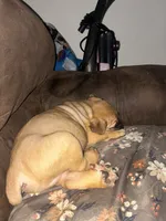 Tater, a male Cane Corso for sale in Washington, PA – 3 of 3