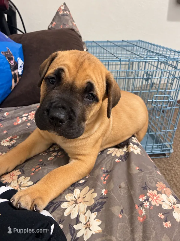 Tater – Cane Corso puppy for sale in Washington, PA