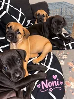 Noni, a female Cane Corso for sale in Washington, PA – 3 of 6