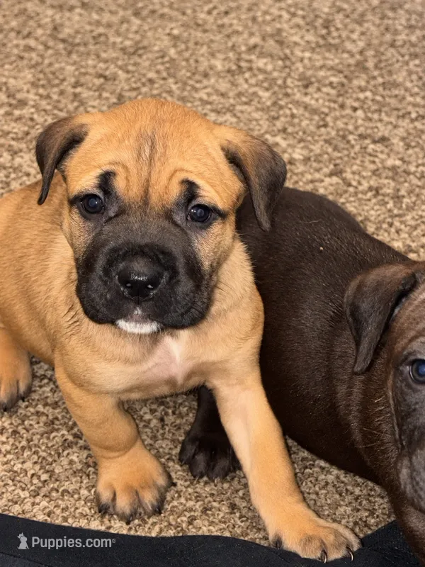Moxie – Cane Corso puppy for sale in Washington, PA