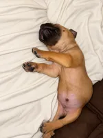 Tater, a male Cane Corso for sale in Washington, PA – 2 of 3