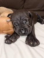 NoNonnie, a female Cane Corso for sale in Washington, PA – 2 of 3
