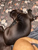 Big Betty, a female Cane Corso for sale in Washington, PA – 3 of 3