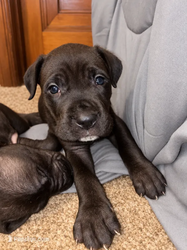 NoNonnie – Cane Corso puppy for sale in Washington, PA