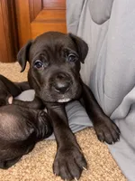 NoNonnie, a female Cane Corso for sale in Washington, PA – 1 of 3