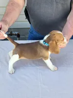 Ace, a male Beagle for sale in Washington, IN – Photo 3 of 3