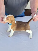 Ace, a male Beagle for sale in Washington, IN – Photo 1 of 3