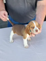 Ace, a male Beagle for sale in Washington, IN – Photo 2 of 3