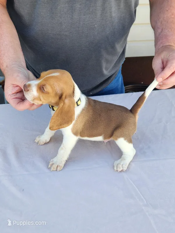 Axel – Beagle puppy for sale in Washington, IN