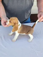 Axel, a male Beagle for sale in Washington, IN – Photo 1 of 3