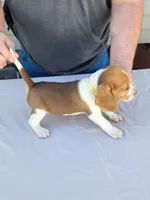 Axel, a male Beagle for sale in Washington, IN – Photo 2 of 3