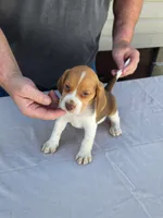 Axel, a male Beagle for sale in Washington, IN – Photo 3 of 3
