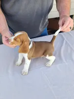 Buster, a male Beagle for sale in Washington, IN – Photo 3 of 3