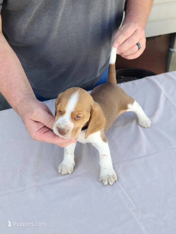 Buster – Beagle puppy for sale in Washington, IN