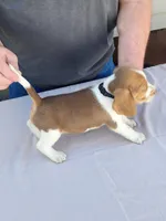 Buster, a male Beagle for sale in Washington, IN – Photo 2 of 3