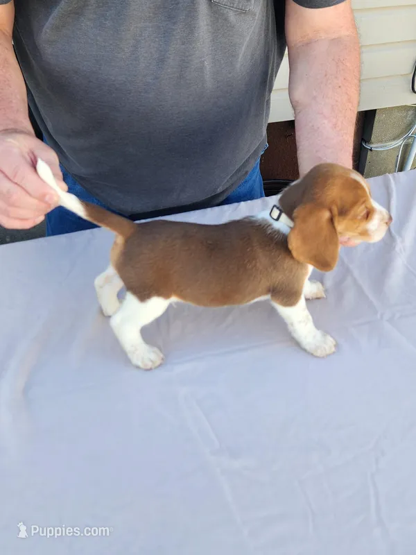 Boomer  – Beagle puppy for sale in Washington, IN