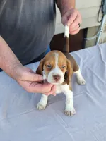 Boomer , a male Beagle for sale in Washington, IN – Photo 2 of 3