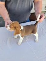 Boomer , a male Beagle for sale in Washington, IN – Photo 3 of 3
