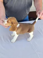 Blaze, a male Beagle for sale in Washington, IN – Photo 2 of 3