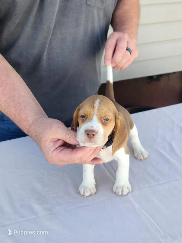 Blaze – Beagle puppy for sale in Washington, IN