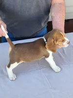 Blaze, a male Beagle for sale in Washington, IN – Photo 3 of 3