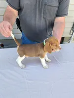 Archie , a male Beagle for sale in Washington, IN – Photo 3 of 3