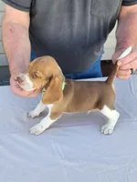 Archie , a male Beagle for sale in Washington, IN – Photo 2 of 3