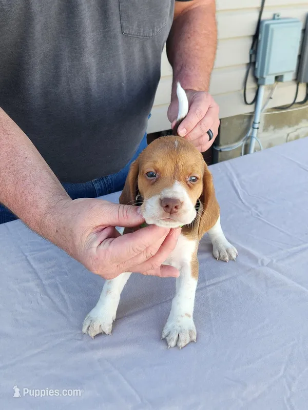 Archie  – Beagle puppy for sale in Washington, IN