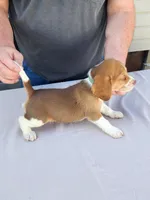 Beans , a male Beagle for sale in Washington, IN – Photo 2 of 3