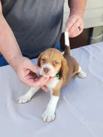 Beans , a male Beagle for sale in Washington, IN – Photo 3 of 3