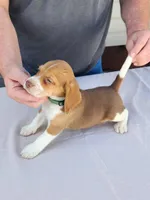 Beans , a male Beagle for sale in Washington, IN – Photo 1 of 3